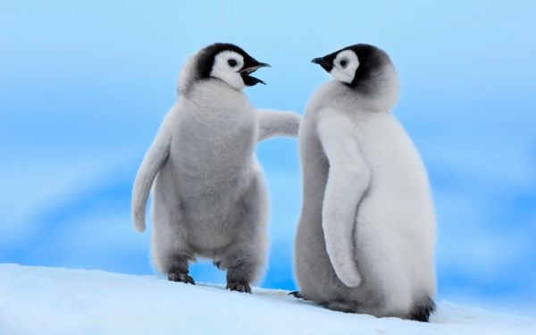 penguins